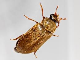 Attēlu rezultāti vaicājumam “Byturus ochraceus”