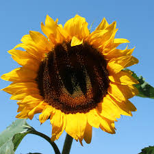 Image result for Sonnenblume