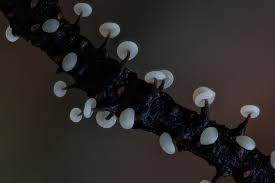 Attēlu rezultāti vaicājumam “Didymium clavus”