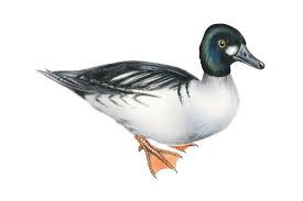 Attēlu rezultāti vaicājumam “Bucephala clangula”