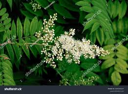 Attēlu rezultāti vaicājumam “Sorbaria sorbifolia flower”