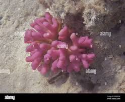 Attēlu rezultāti vaicājumam “Cordyceps stylophora”