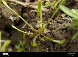 Attēlu rezultāti vaicājumam “Limosella aquatica”