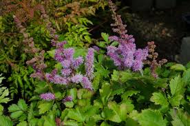 Attēlu rezultāti vaicājumam “Astilbe chinensis”