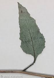 Attēlu rezultāti vaicājumam “Campanula rapunculoides leaf”