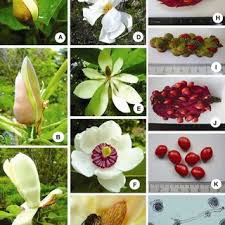 Attēlu rezultāti vaicājumam “Magnolia kobus fruit”