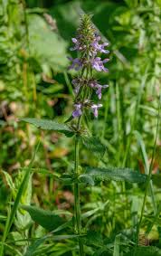 Attēlu rezultāti vaicājumam “Stachys palustris leaf”