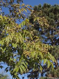 Attēlu rezultāti vaicājumam “Phellodendron amurense”