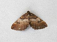 Attēlu rezultāti vaicājumam “Earophila badiata”