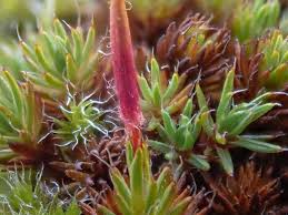 Attēlu rezultāti vaicājumam “Polytrichum juniperinum sporophyte”