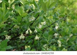 Attēlu rezultāti vaicājumam “Lonicera caerulea var. pallasii”
