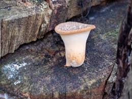 Attēlu rezultāti vaicājumam “Polyporus tuberaster”