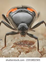 Attēlu rezultāti vaicājumam “Scaphidium quadrimaculatum”