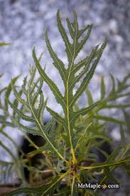 Attēlu rezultāti vaicājumam “Quercus robur fo. pectinata”