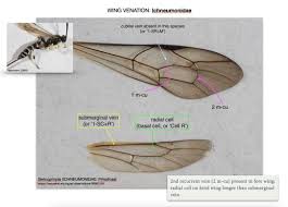 Attēlu rezultāti vaicājumam “Ichneumonidae”