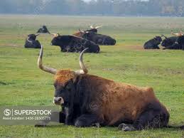 Attēlu rezultāti vaicājumam “Bos primigenius taurus”