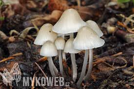 Attēlu rezultāti vaicājumam “Mycena abramsii”