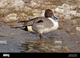 Attēlu rezultāti vaicājumam “Anas acuta male”