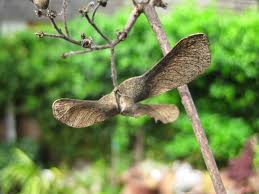 Attēlu rezultāti vaicājumam “Acer campestre fruit”