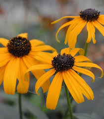 Image result for Rudbeckia fulgida