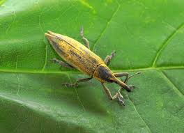 Attēlu rezultāti vaicājumam “Lixus iridis”