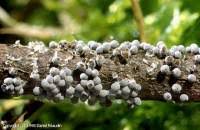 Attēlu rezultāti vaicājumam “Badhamia foliicola spores”