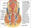 La <b>laringe</b>
