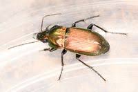 Attēlu rezultāti vaicājumam “Poecilus versicolor”