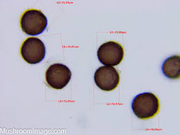 Attēlu rezultāti vaicājumam “Didymium melanospermum spores”