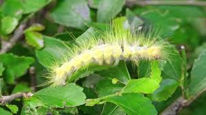 Attēlu rezultāti vaicājumam “Acronicta leporina larva”