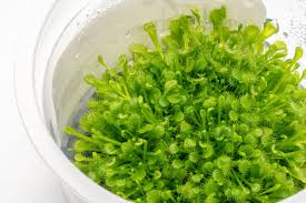 Attēlu rezultāti vaicājumam “Drosera rotundifolia”