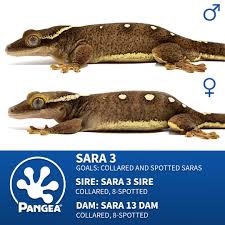 Attēlu rezultāti vaicājumam “Reticularia jurana young”