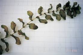 Attēlu rezultāti vaicājumam “Potamogeton perfoliatus flower”