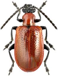 Attēlu rezultāti vaicājumam “Lilioceris lilii”