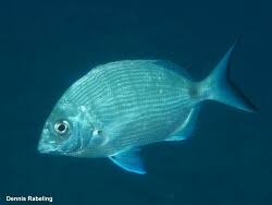 Image result for Diplodus cadenati