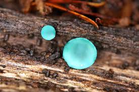 Attēlu rezultāti vaicājumam “Arcyria stipata macro”