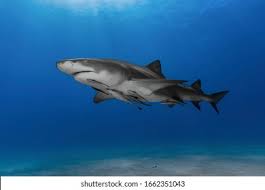 Image result for Negaprion brevirostris