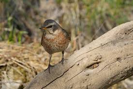 Image result for Turdus naumanni
