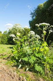 Attēlu rezultāti vaicājumam “Heracleum sosnowskyi”