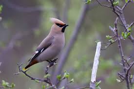 Attēlu rezultāti vaicājumam “Bombycilla garrulus adult”