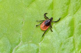 Attēlu rezultāti vaicājumam “Ixodes”