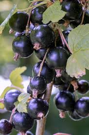 Attēlu rezultāti vaicājumam “Ribes nigrum fruit”