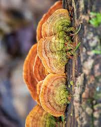 Attēlu rezultāti vaicājumam “Stereum fasciatum”