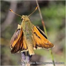 Attēlu rezultāti vaicājumam “Hesperia comma male”