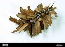 Attēlu rezultāti vaicājumam “Carpinus betulus fruit”