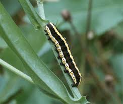 Attēlu rezultāti vaicājumam “Cucullia lucifuga larva”