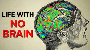 Image result for no brain