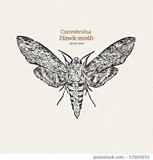 Attēlu rezultāti vaicājumam “Agrius convolvuli”