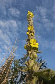 Image result for Verbascum densiflorum