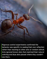 Attēlu rezultāti vaicājumam “Conardia compacta macro”